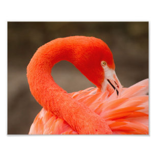 Caribbean flamingo photo print