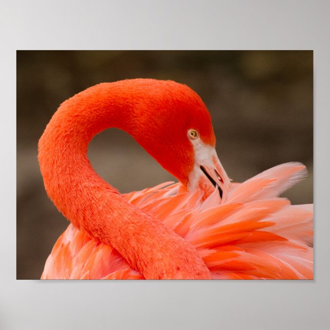 Caribbean flamingo poster (Front)