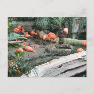 Caribbean Flamingos # 12 Postcard