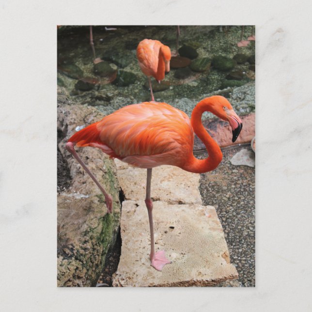 Caribbean Flamingos # 4 Postcard (Front)