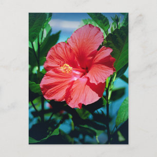 Caribbean flower postcard