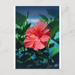 Caribbean flower postcard