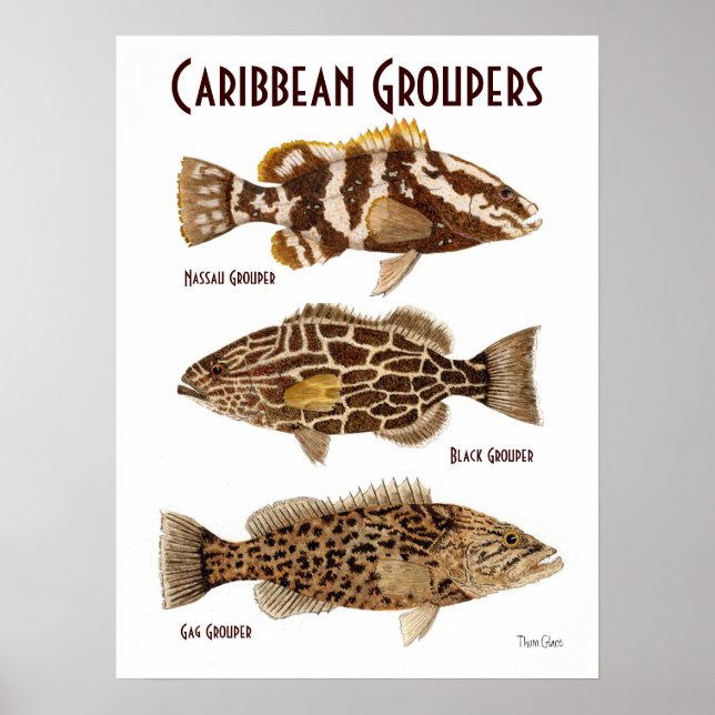 Caribbean Groupers Poster (Front)