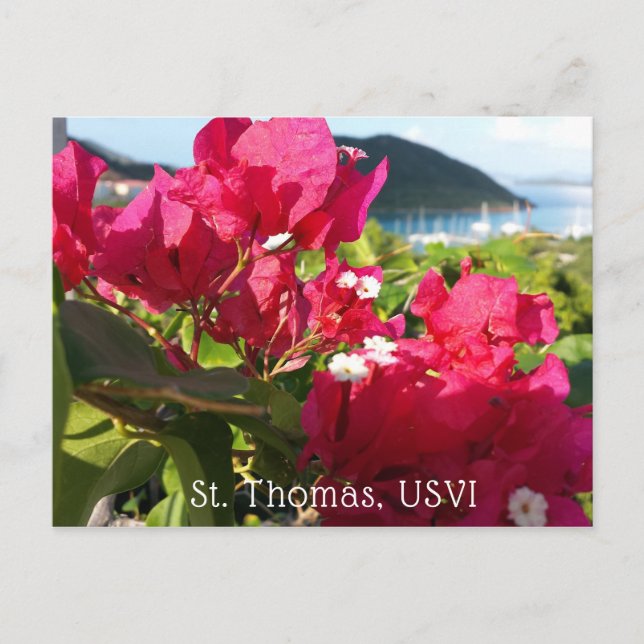 Caribbean Pink Bougainvillea Island Life Postcard (Front)