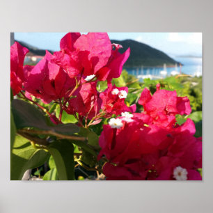 Caribbean Pink Bougainvillea Island Life Poster