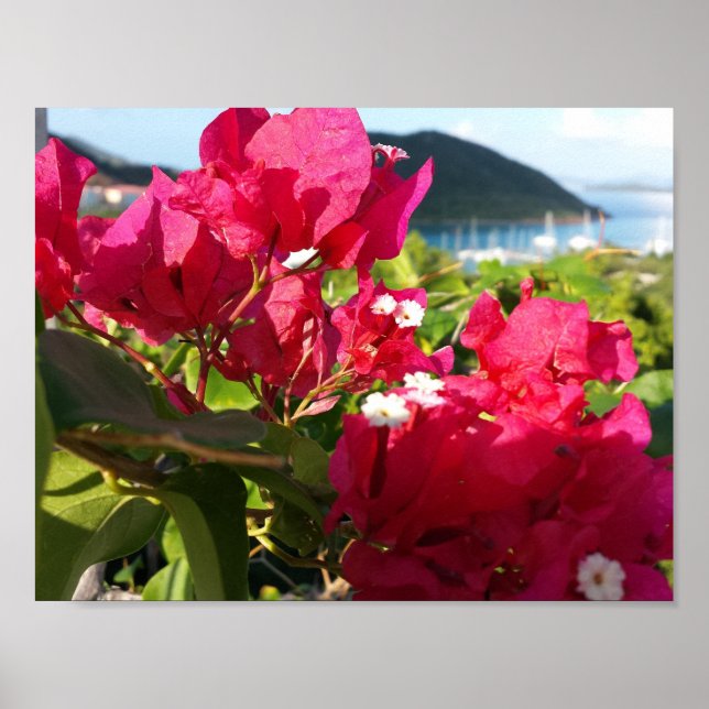 Caribbean Pink Bougainvillea Island Life Poster (Front)