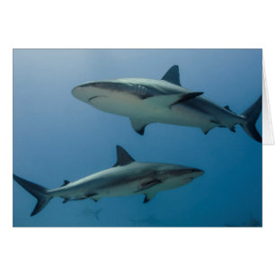 Caribbean Reef Shark