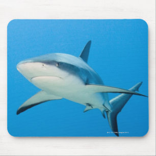 Caribbean reef shark (Carcharhinus perezi) Mouse Mat