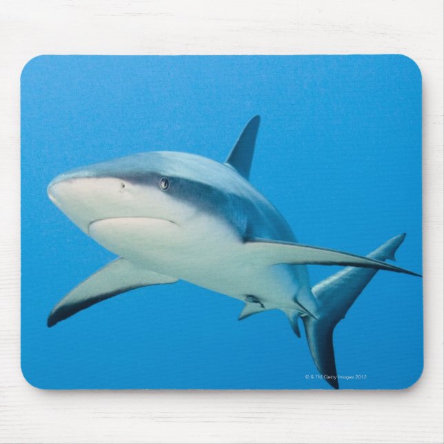 Caribbean reef shark (Carcharhinus perezi) Mouse Mat (Front)