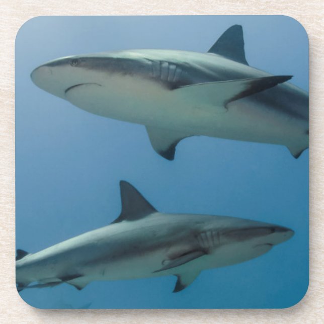 Caribbean Reef Shark Coaster (Front)