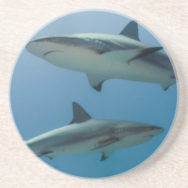 Caribbean Reef Shark Coaster (Front)