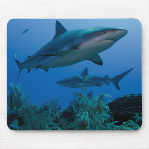 Caribbean Reef Shark Jardines de la Reina Mouse Mat