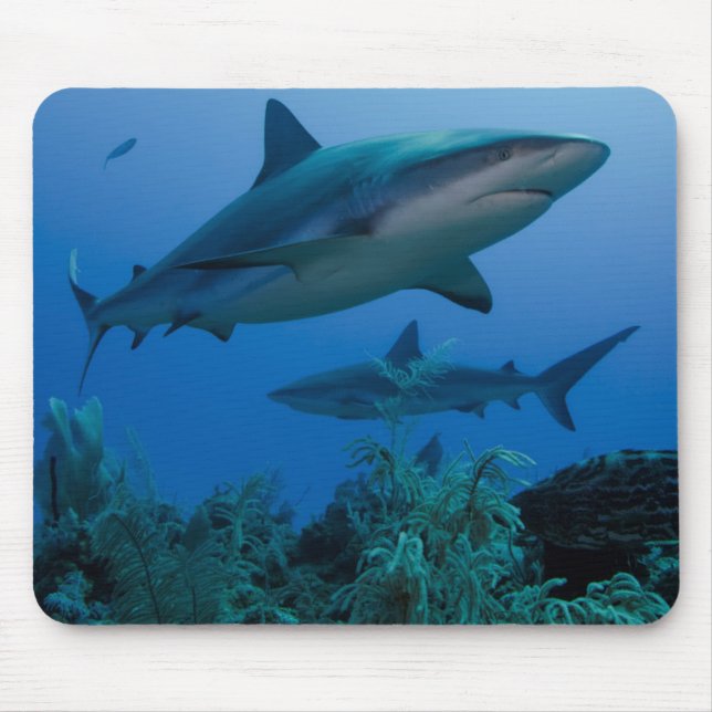 Caribbean Reef Shark Jardines de la Reina Mouse Mat (Front)