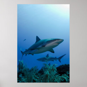 Caribbean Reef Shark Jardines de la Reina Poster