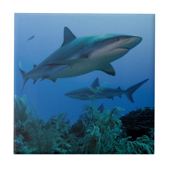 Caribbean Reef Shark Jardines de la Reina Tile (Front)