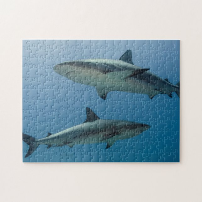 Caribbean Reef Shark Jigsaw Puzzle (Horizontal)