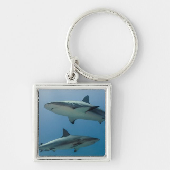 Caribbean Reef Shark Key Ring (Front)