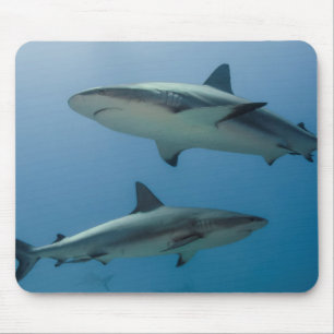 Caribbean Reef Shark Mouse Mat