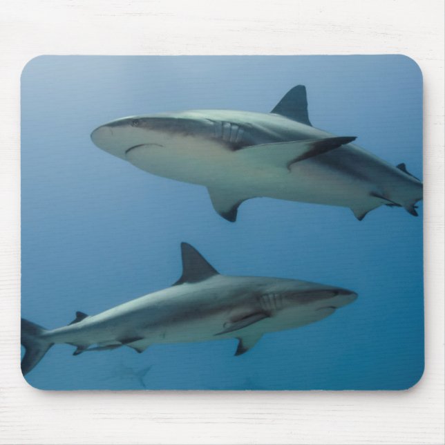Caribbean Reef Shark Mouse Mat (Front)