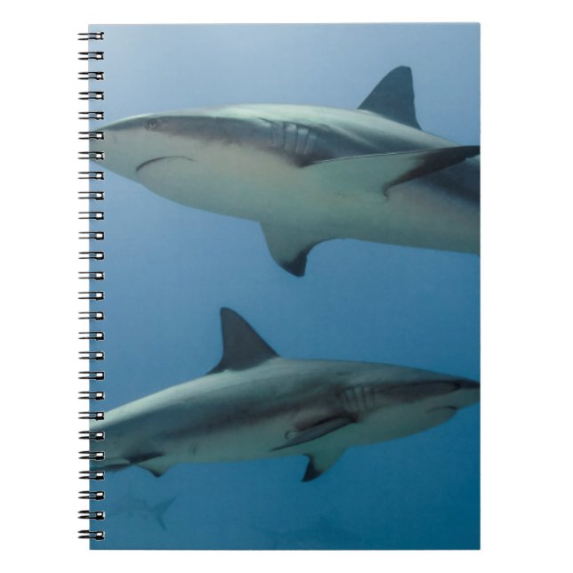 Caribbean Reef Shark Notebook (Front)