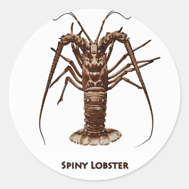 Caribbean Spiny Lobster Classic Round Sticker (Front)
