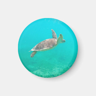 Caribbean Turtle  Magnet