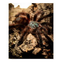 Caribena Versicolor Pink Toe Tarantula 