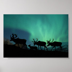Caribou and Northern Lights Poster