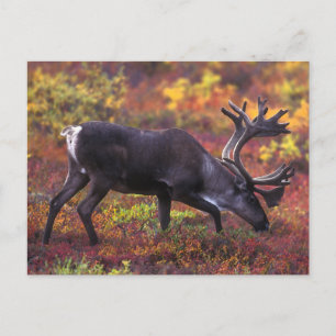 Caribou Art Postcard