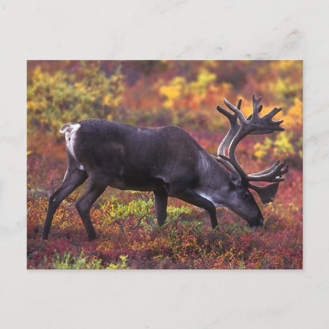 Caribou Art Postcard (Front)