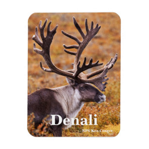 Caribou at Denali Magnet