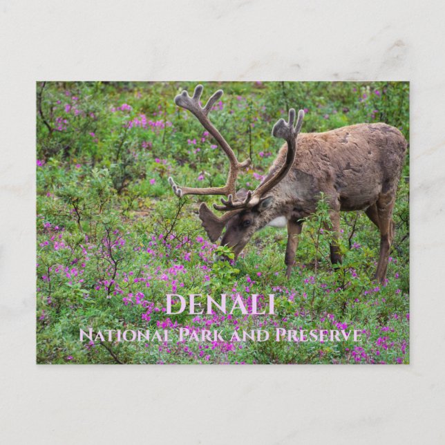 Caribou Bull Grazing, Denali National Park, AK Postcard (Front)