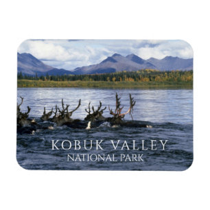 Caribou Crossing Kobuk River, Kobuk Valley Magnet