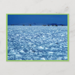 Caribou crossing snowy tundra postcard