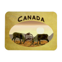 Caribou Duel - Canada