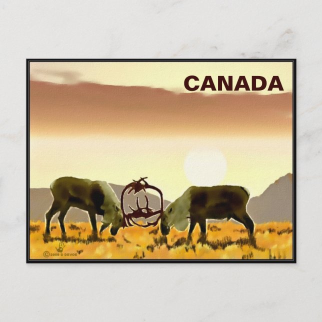 Caribou Duel - Canada Postcard (Front)