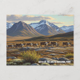 Caribou in Gates of the Arctic National Park  Postcard