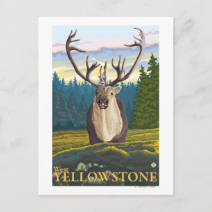 Caribou in the Wild - West Yellowstone, MT Postcard