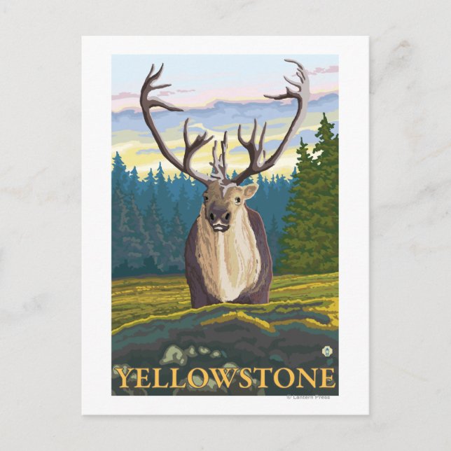 Caribou in the Wild - Yellowstone National Postcard (Front)