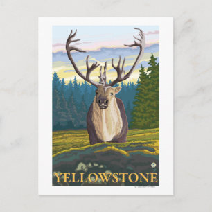 Caribou in the Wild - Yellowstone National Postcard