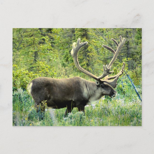 Caribou on Kenai Peninsula, Alaska Postcard (Front)