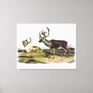 Caribou, or American Reindeer by Audubon Canvas Print
