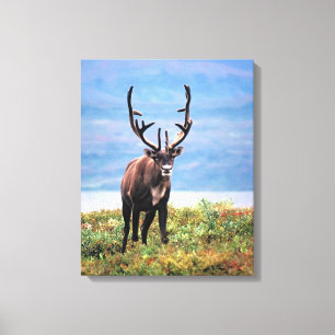 Caribou or Reindeer Denali National Park, Alaska Canvas Print