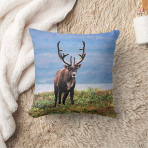Caribou or Reindeer   Denali National Park, Alaska Cushion