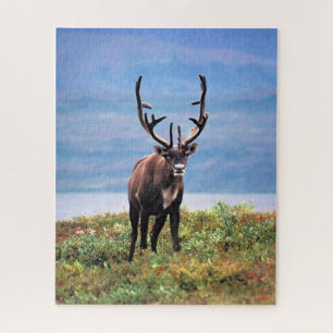 Caribou or Reindeer Denali National Park, Alaska Jigsaw Puzzle