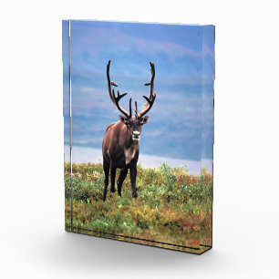 Caribou or Reindeer Denali National Park, Alaska Photo Block