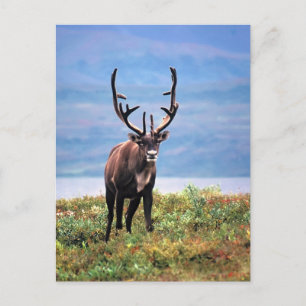 Caribou or Reindeer Denali National Park, Alaska Postcard