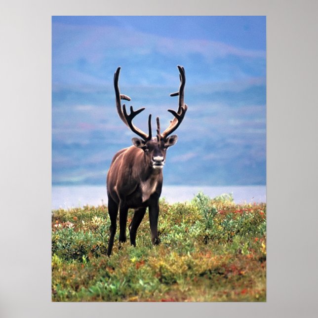 Caribou or Reindeer | Denali National Park, Alaska Poster (Front)