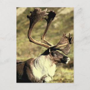 Caribou Postcard