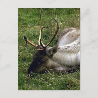 Caribou Postcard